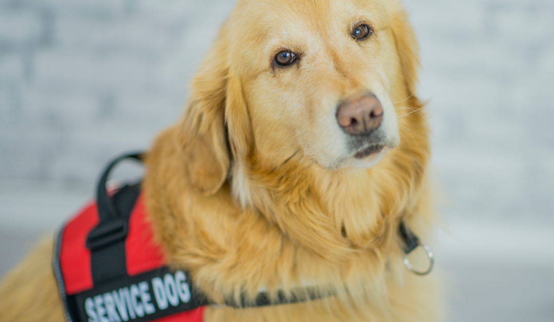 How to Get a Psychiatric Service Dog in Alabama?