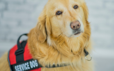 How to Get a Psychiatric Service Dog in Alabama?