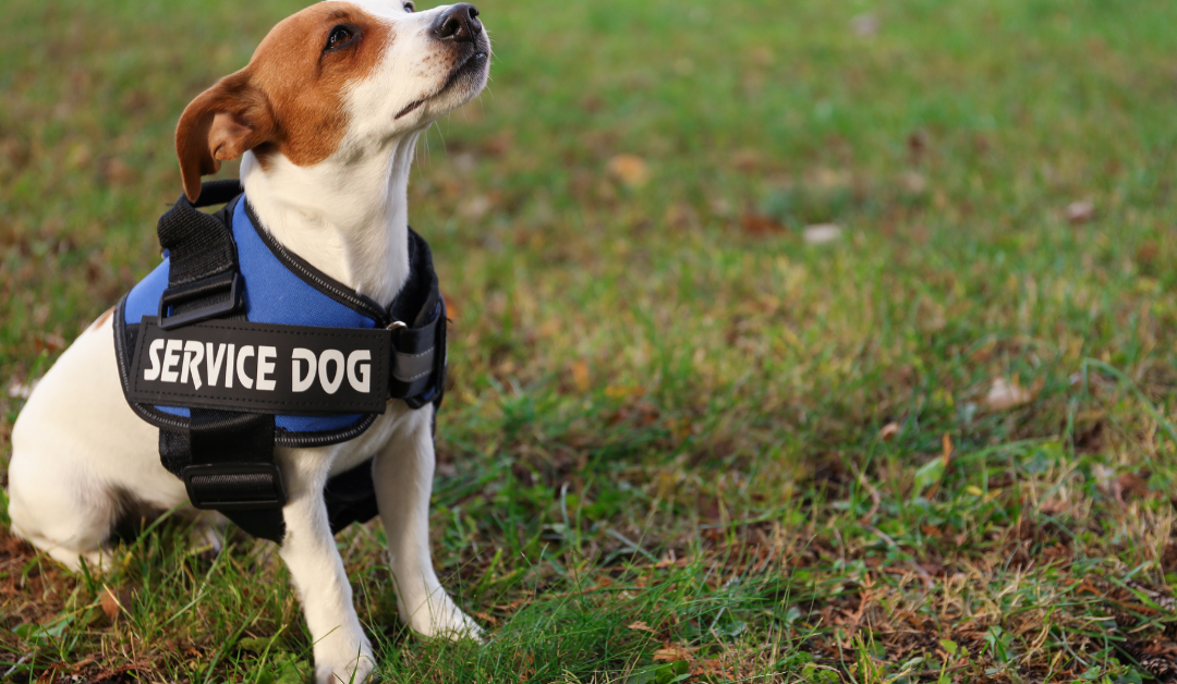 How to Get a Psychiatric Service Dog in Alaska?
