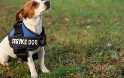 How to Get a Psychiatric Service Dog in Alaska?