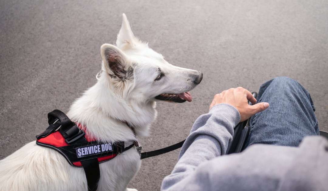 How to Get a Psychiatric Service Dog in Arizona?