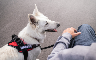 How to Get a Psychiatric Service Dog in Arizona?