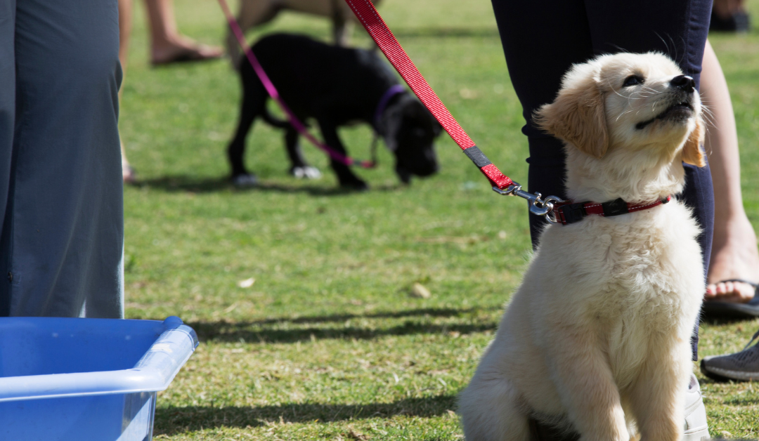 How to Get a Psychiatric Service Dog in Arkansas?