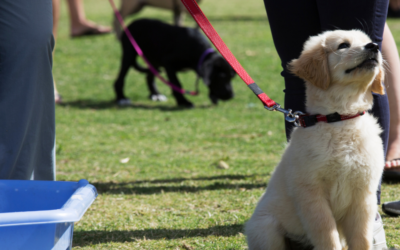 How to Get a Psychiatric Service Dog in Arkansas?