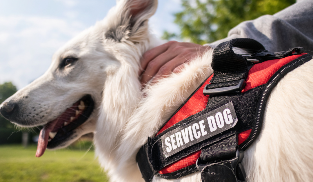 How to Get a Psychiatric Service Dog in California?