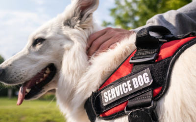 How to Get a Psychiatric Service Dog in California?