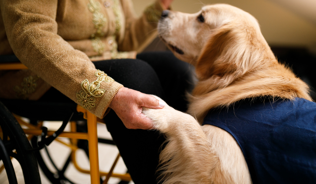 How to Get a Psychiatric Service Dog in Colorado?