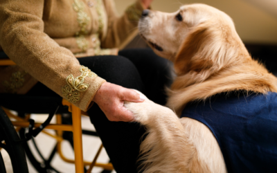 How to Get a Psychiatric Service Dog in Colorado?