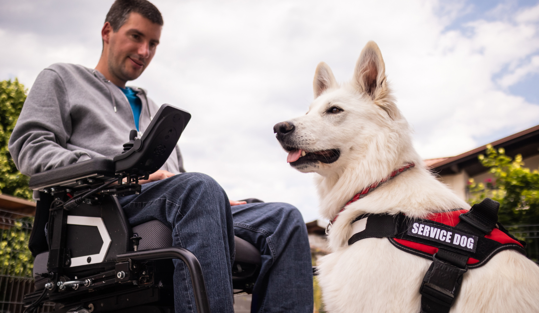 How to Get a Psychiatric Service Dog in Connecticut?
