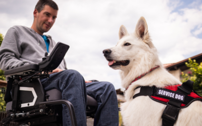 How to Get a Psychiatric Service Dog in Connecticut?