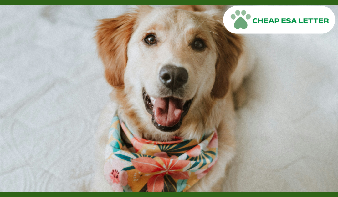Arizona Emotional Support Animal Laws