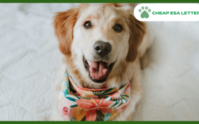 Arizona Emotional Support Animal Laws