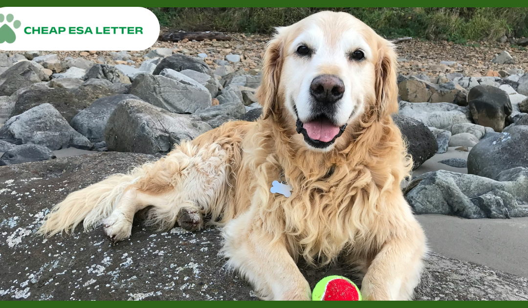 Connecticut Emotional Support Animal Laws
