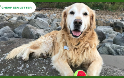 Connecticut Emotional Support Animal Laws