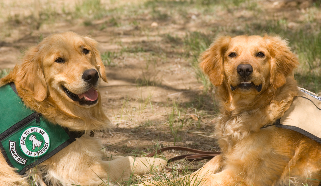 How to Get a Psychiatric Service Dog in Delaware?
