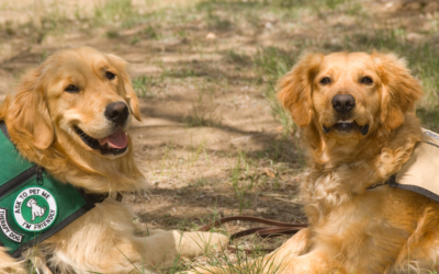 How to Get a Psychiatric Service Dog in Delaware?