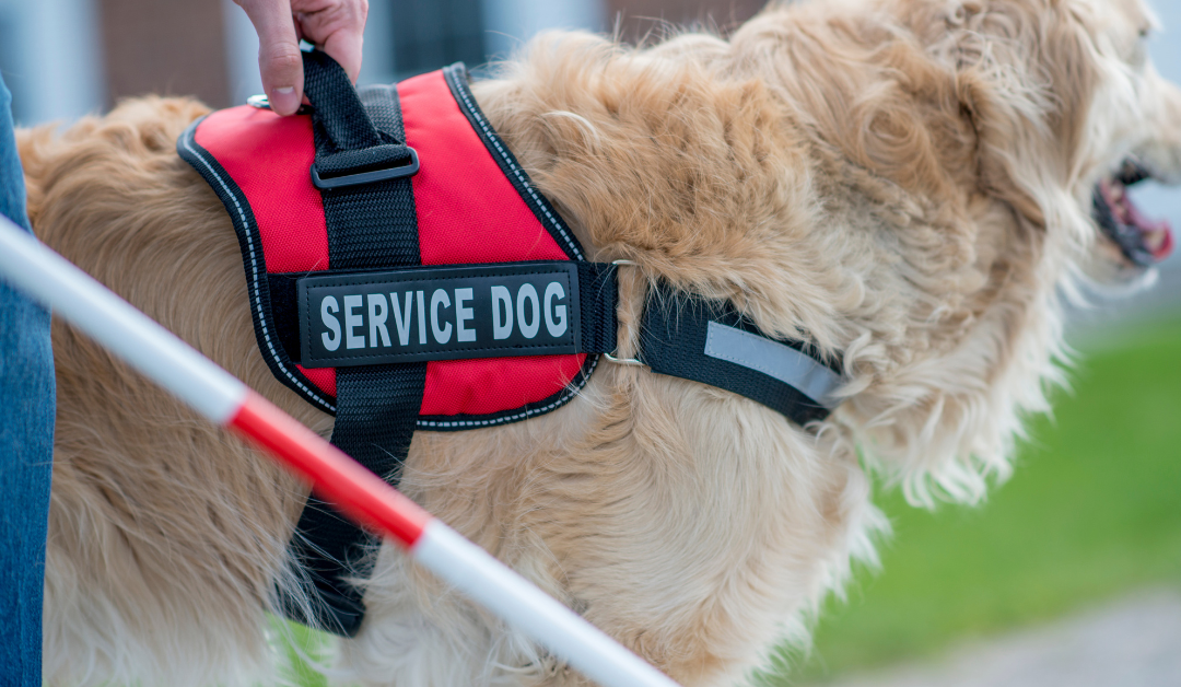 How to Get a Psychiatric Service Dog in Florida?