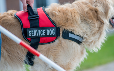 How to Get a Psychiatric Service Dog in Florida?