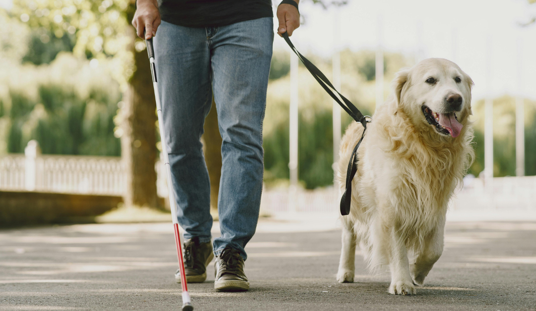 How to Get a Psychiatric Service Dog in Hawaii?