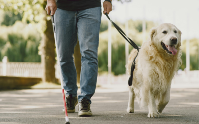 How to Get a Psychiatric Service Dog in Hawaii?