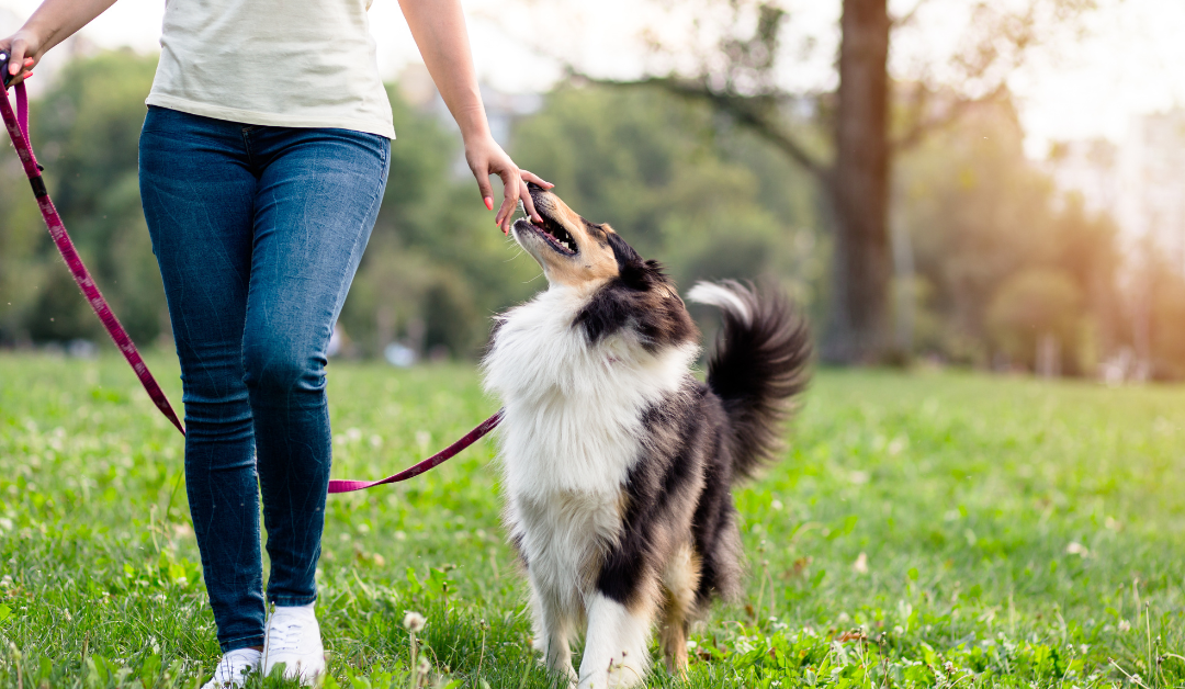 How to Get a Psychiatric Service Dog in Illinois?