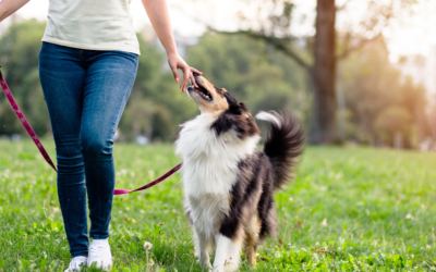 How to Get a Psychiatric Service Dog in Illinois?
