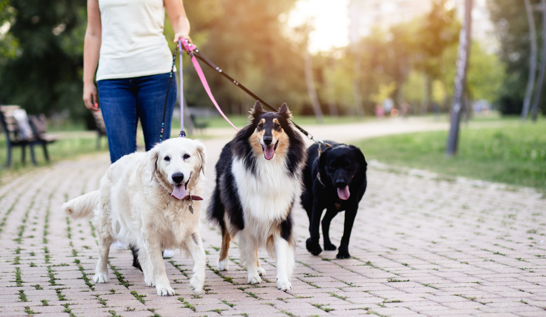 How to Get a Psychiatric Service Dog in Indiana?