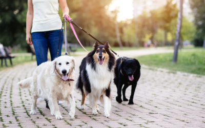 How to Get a Psychiatric Service Dog in Indiana?
