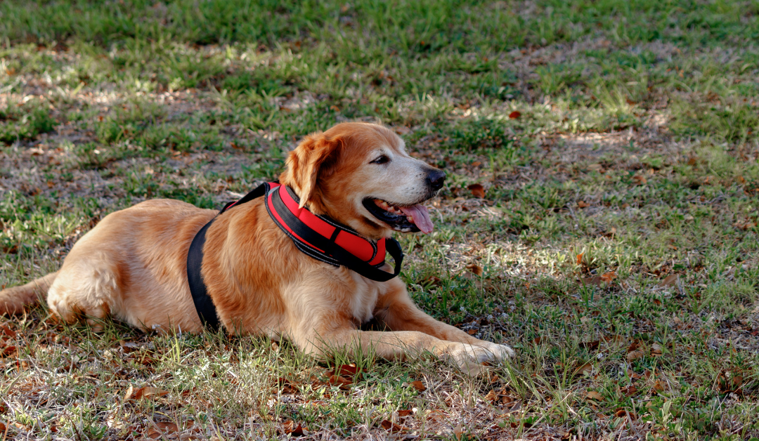 How to Get a Psychiatric Service Dog in Iowa?