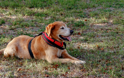 How to Get a Psychiatric Service Dog in Iowa?