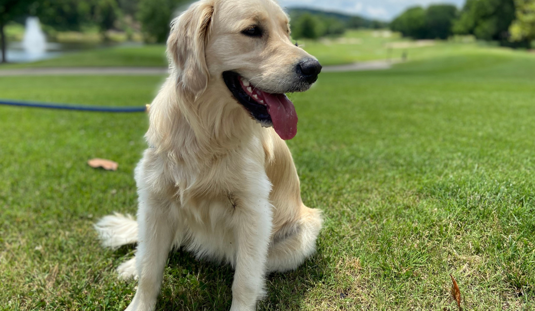 How to Get a Psychiatric Service Dog in Kansas?