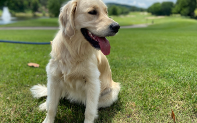 How to Get a Psychiatric Service Dog in Kansas?