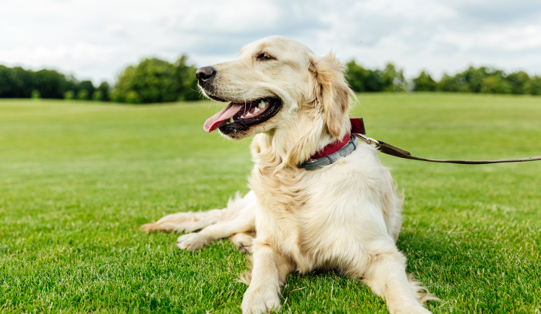 How to Get a Psychiatric Service Dog in Kentucky?