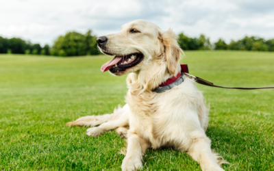 How to Get a Psychiatric Service Dog in Kentucky?