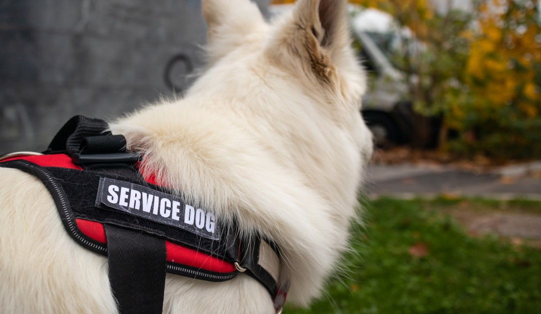 How to Get a Psychiatric Service Dog in Louisiana?