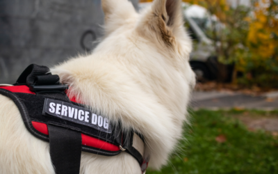 How to Get a Psychiatric Service Dog in Louisiana?
