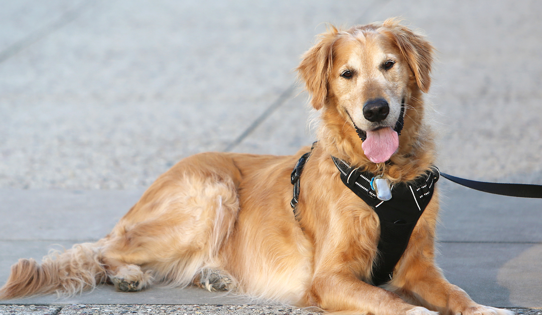 How to Get a Psychiatric Service Dog in Maine?