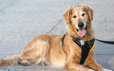 How to Get a Psychiatric Service Dog in Maine?