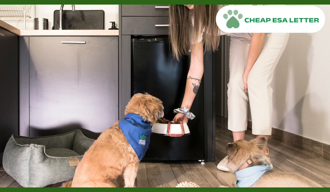 How to Get a Psychiatric Service Dog in Massachusetts