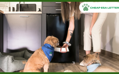 How to Get a Psychiatric Service Dog in Massachusetts?