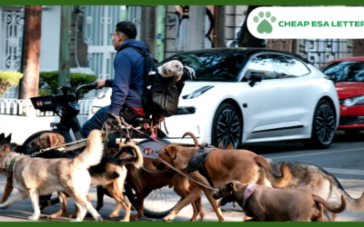 How to Get a Psychiatric Service Dog in Michigan?
