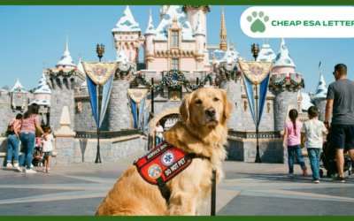 How to Get a Psychiatric Service Dog in Minnesota?