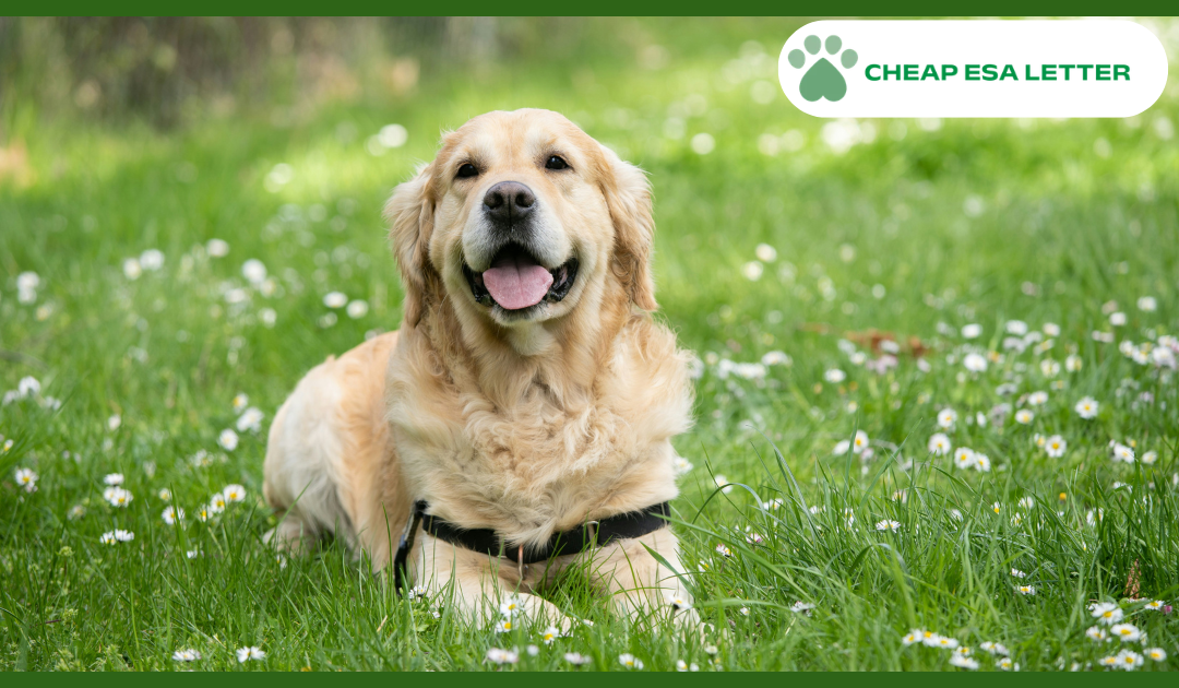 How to Get a Psychiatric Service Dog in Mississippi?