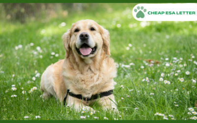 How to Get a Psychiatric Service Dog in Mississippi?