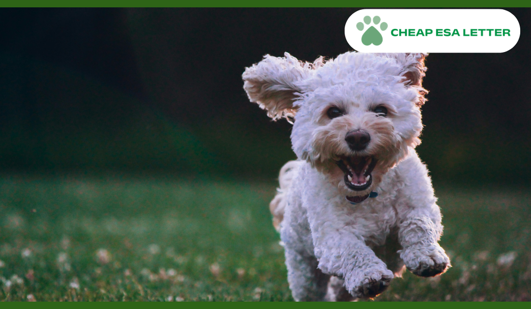 How to Get a Psychiatric Service Dog in Missouri?
