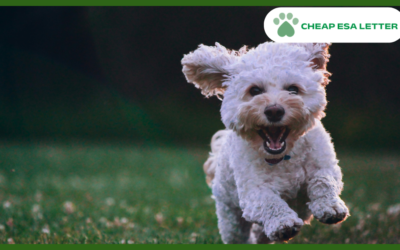 How to Get a Psychiatric Service Dog in Missouri?