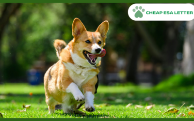 How to Get a Psychiatric Service Dog in Montana?