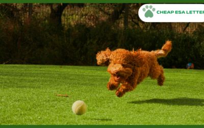 How to Get a Psychiatric Service Dog in Nebraska?