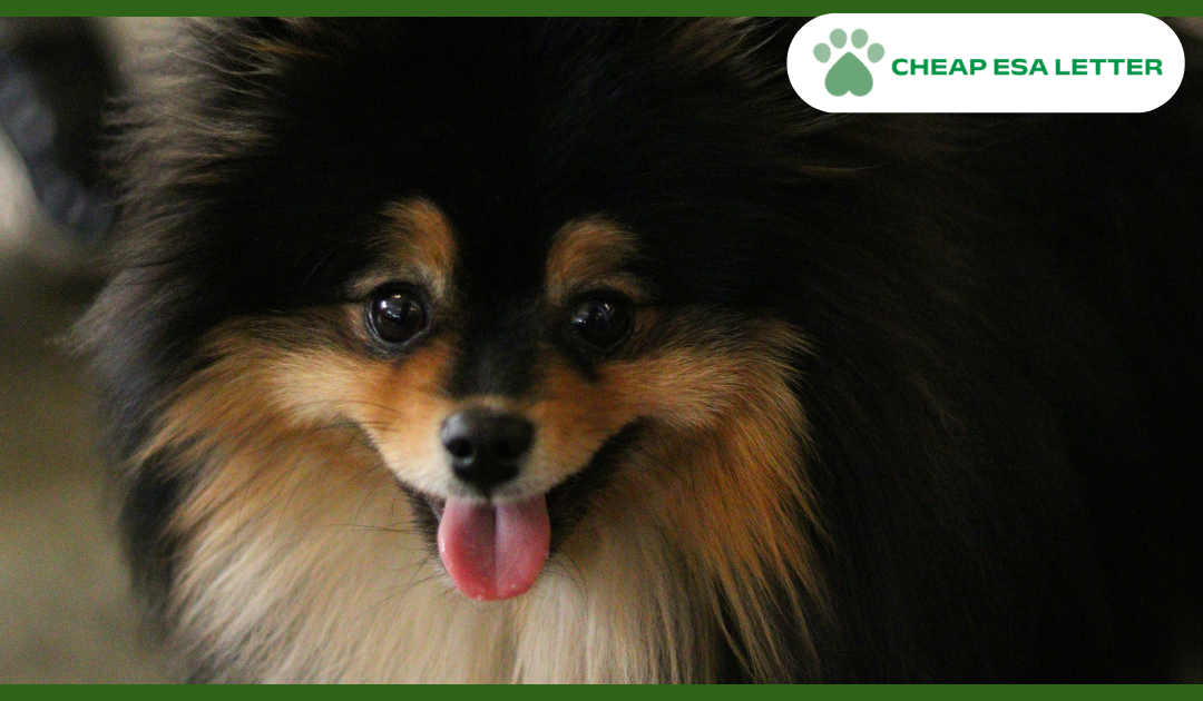 How to Get a Psychiatric Service Dog in Nevada?
