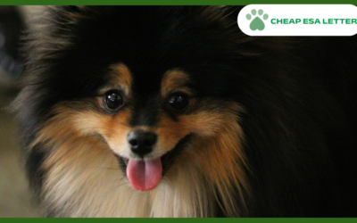 How to Get a Psychiatric Service Dog in Nevada?